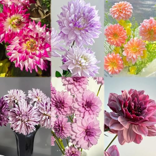 2 piezas bulbos de dalia - de balcon bulbos primavera balcón jardín bulbo primavera bonsais interior,