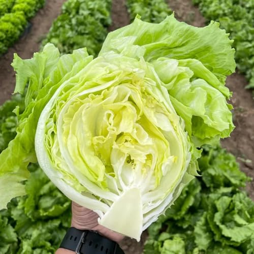 semillas de ensalada verdes orgánicas exóticas lechuga Comprar plántulas de hortalizas invierno semillas hortalizas camas elevadas Regalos los amantes la 100pcs
