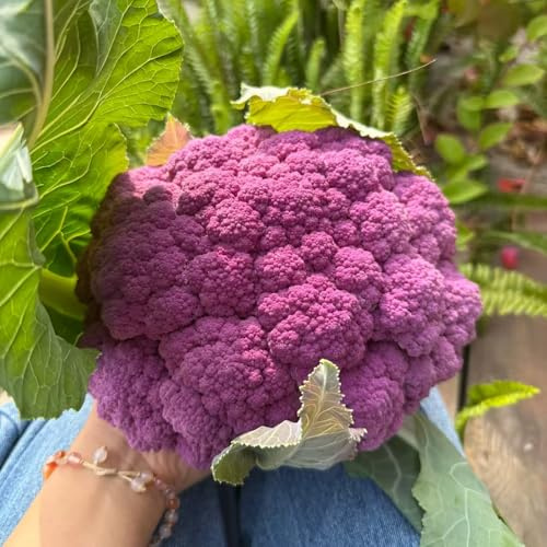 semillas de coliflor jardín en el balcón interior decoración 100pcs