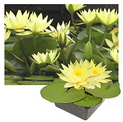 Echte Seerosen Winterhart im bunten Mix Teich Pflanzen, Aquarium Pflanzen Teichpflanzen im Pflanzkorb Wasserpflanzen Seerose Nymphaeae Anzuchtset Teichpflanzen winterhart (1 Seerose Gelb)