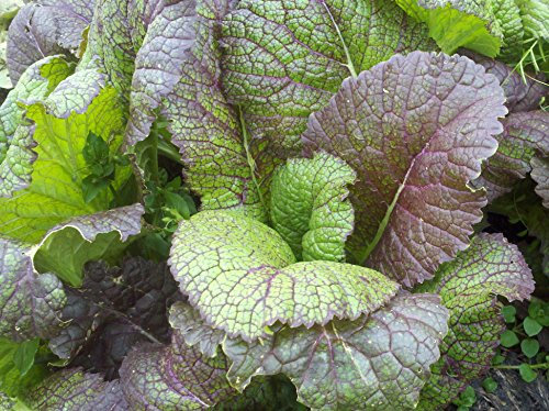 Viridis Hortus - Mustard Red Giant 2,760 (4g's) Vegetable Seeds