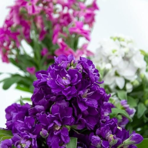 Planta del Alheli Natural con Flores de Colores Mixtos Flores de Temporada