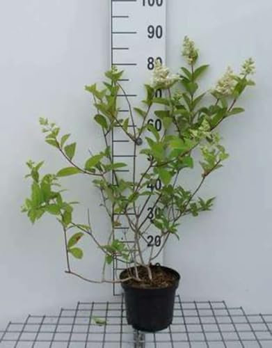 Hydrangea pan. 'Pink Diamond' - Hydrangée Paniculé 40-50 cm en pot