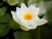 Ninfea Virginalis pianta viva a radice nuda – Fiore acquatico bianco puro – Per laghetti, stagni e fontane – Ninfea rustica resistente, fioritura abbondante, spedizione veloce