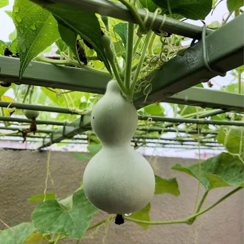 calabaza de botella semillas de hortalizas resistentes calabazas balcón invernadero verdes orgánicas exóticas sostenibles interior, semillas hortalizas, balcón 180semillas