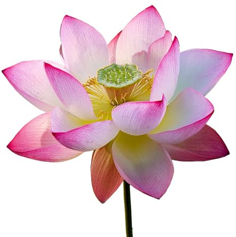 6 heliga lotusfrön (Nelumbo nucifera) - SemiSauvage Permaculture