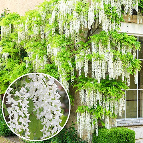 Glicinia china - Arbusto trepador de jardín resistente de hoja caduca con flores blancas (2L, 60-80cm)