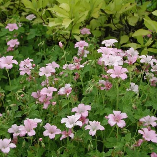 Semi di Geranio, autunnali Geranio wilfordii, da giardino roccioso resistenti da esterno resistenti da balcone resistenti 100pcs