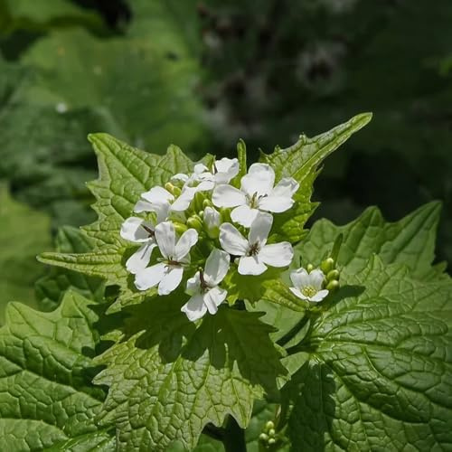 knoblauchsraukesamen exotische zierpflanze gartendekoration 50pcs