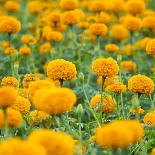 calendula - di selvatici esotici semi di calendula ombra semi selvatici d'appartamento rare ornamentali per zone soleggiate balcone 800semi