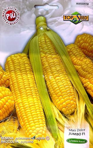 MAIS DOLCE JUMBO F1 Det bästa av fröet för de bästa tillverkarna - ingen GMO - Frön med mycket hög gronbarhet (5 gram)