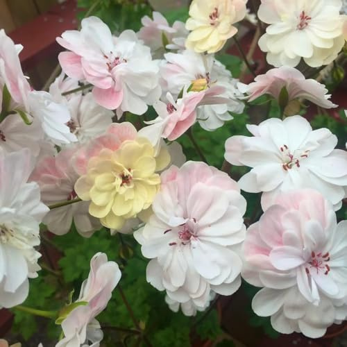 Semillas de geranio resistentes - pelargonio - primavera, silvestres cubierta perenne resistente de cortadas, 75pcs
