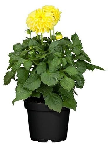 Dalia Panta Natural de Primavera en Casa Fácil de Cuidar