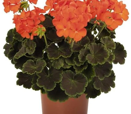 DECOALIVE Geranio Naranja Planta Natural con Flores Naranja