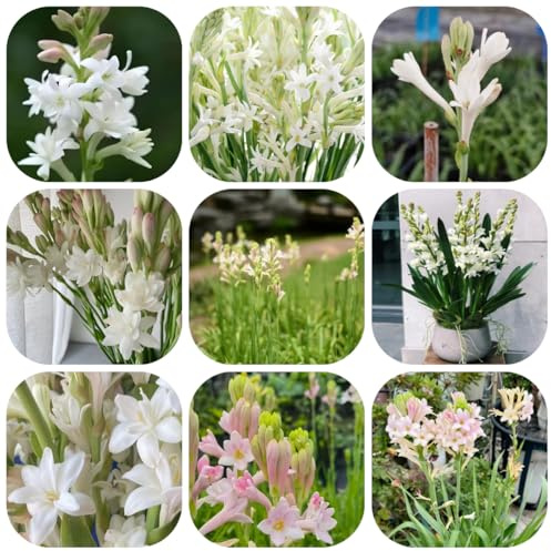 cebolla nardo - plantas en macetas resistentes flores de jardín perennes y resistentes - Plantas raras - decoración de balcones en macetas flores primavera bulbos maceta balcón 6pcs