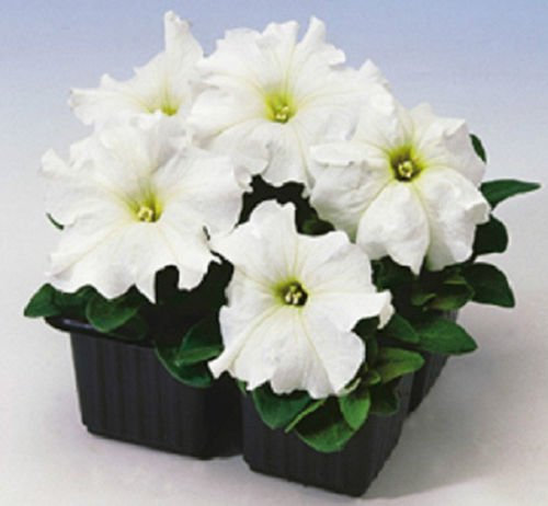 50 semillas de petunia pellettato Limbo Bianco petunia Semi