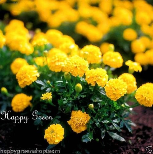 FRANCESE MARIGOLD NANO - GIALLO BOY - 400 semi - Tagetes patula nana ANNUALE
