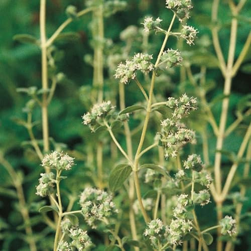 Sweet Marjoram Seeds - 400 Fresh Marjoram Herb Seeds – Plant and Grow Your Own Herbs Ideal for Indoors, Greenhouse, Garden, Large Pots or Containers - Packed in The UK by Meldon Seeds