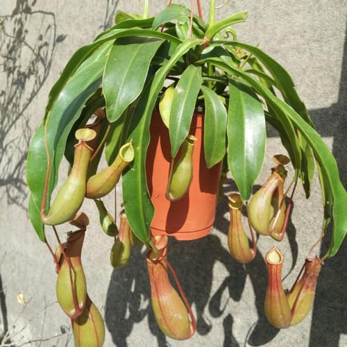 semi di nepenthes - carnivore resistenti balcone tappezzanti giardino 100pcs
