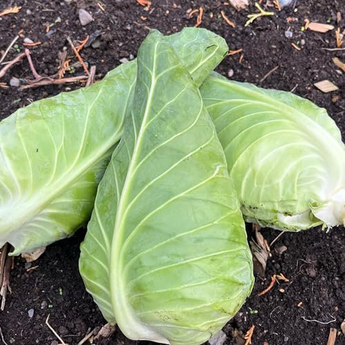 Wheelers Imperial Cabbage Seeds – 500 Sweetheart Cabbage Seeds for Planting – Suitable for Indoor & Outdoor Planting in Containers or Soil in the Allotment or Garden – Packed in the UK by Meldon Seeds