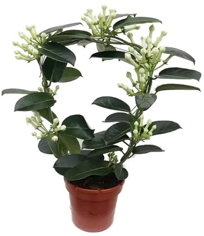 Jazmín Estefanota Origen Madagascar Stephanotis Floribunda Planta Tropical Natural
