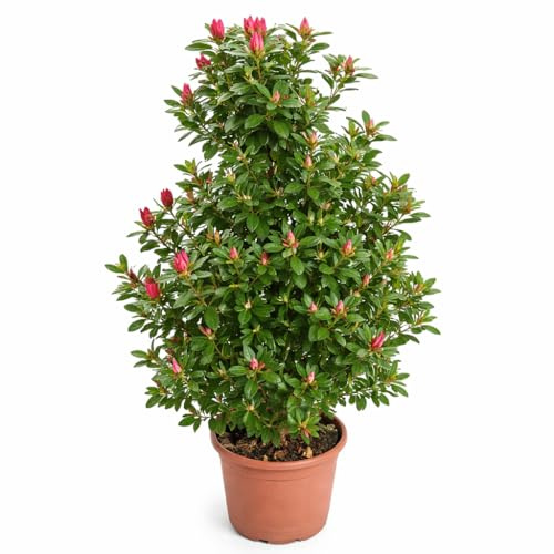Azalea da Esterno a Piramide in Vaso 22 Cm | Pianta Acidofila Sempreverde | Altezza 100/110 cm | Prodotta in Italia | Ideale per Giardino (Thea)
