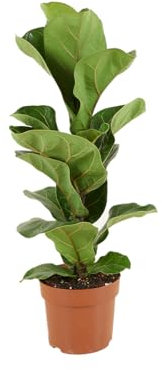 Bloomique - Ficus Lyrata Bambino - Plante à feuilles de violon - Plantes d'intérieur - Purifiant l'air - Facile d'entretien - 30-40 cm de haut - Pot 12 cm