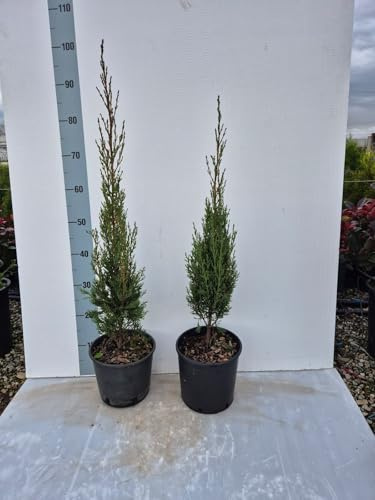 10 Piante Vere di Cipresso Toscano, Cupressus Sempervirens Stricta - Vaso 7 cm - Giulian Giovani Piante