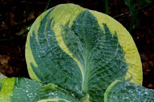 payneandjesus Frances Williams Hosta Seeds! COMB. Y/H! MANY Hosta SEEDS in our store!: Only Seeds