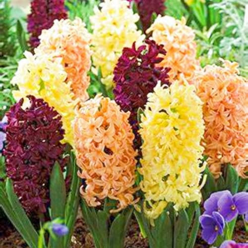 Hyazinthenzwiebeln Winterhart,Hyazinthe Kaufen Hyazinthen Pflanzen Winterhart,Hyazinthenblüten Gärten Geschenk bereit MehrjäHrige Knollenpflanze Im Topf Pflanzen-2zwiebeln-a