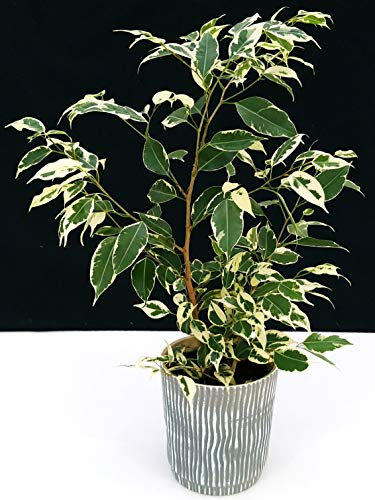 POWERS TO FLOWERS - FICUS BENJAMIN VARIEGATO IN VASO CERAMICA, pianta vera