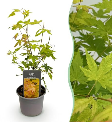 Acero Acer palmatum Orange Dream – 12 cm – altezza circa 35 cm – fogliame giallo arancione & splendido colore autunnale – Arbusto ornamentale facile da pulire