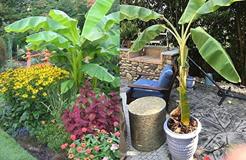 Yunnan Banana Seeds for Planting | Musa Yunnanensis | 10+ Seeds