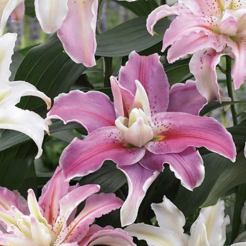 Bloomique – 3er-Mix – Lilien-Doppel-Oriental-Mix – Lilie mit gefüllter Blüte – Farbmischung – Blumenzwiebeln – mehrjährig – Sommerblüher – winterhart – wird 80–110 cm groß
