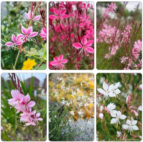 Gaura lindheimeri silvestres de balcón trepadoras con, resistentes al invierno silvestres de interior exóticas semillas jardín verano cama 500pcs