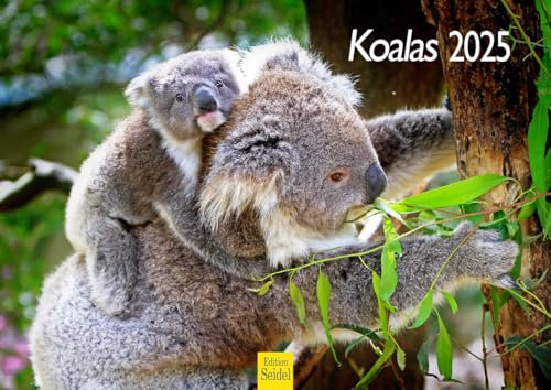 Edition Seidel Premium Kalender Koalas 2025 Format DIN A4 Wandkalender Tierkalender Australien Koala Eukalyptus Wald Säugetier