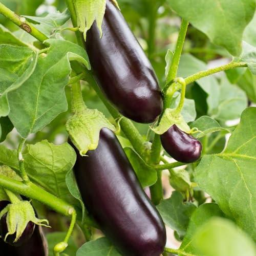 Aubergine 'Bonica' F1 Hybrid Seeds - Early Ripening, Glossy Purple Fruits - Ideal for Home Gardening - Premium Quality, High-Yield Vegetable Seeds - 1x Seed Packet by Suttons