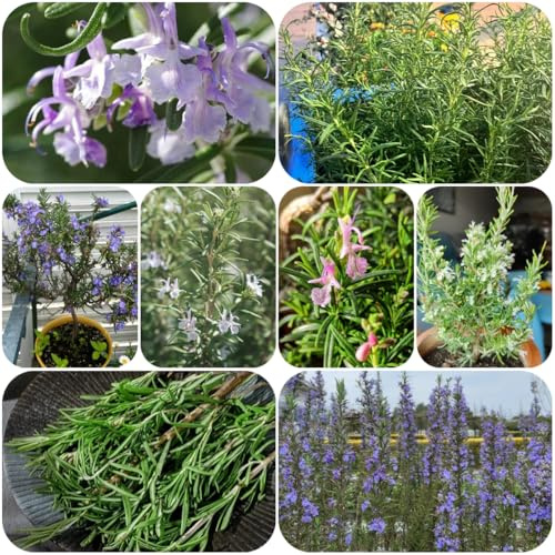 semi di rosmarino, rosmarinus, luoghi soleggiati di rosmarino appesi tappezzante perenne resistente giardino da interno, 60pcs