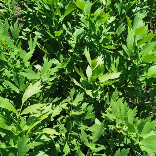 semi di levistico cucina dell'orto, levistico biologici da orto, balcone in serra, 60pcs