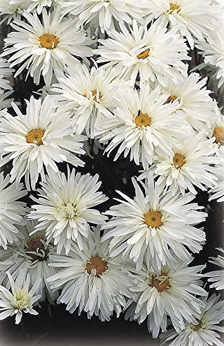 PREMIER SEEDS DIRECT - Perennial Flower - LEUCANTHEMUM Crazy Daisy Seeds (2,500 Seeds)