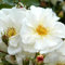 2x Rosier couvre-sol 'Diamant' – Kordes Rigo-roos Plant-o-fix-pot | Rosier couvre-sol persistant, floraison blanche abondante, idéal talus & bordure