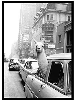 Martin Kench Design-Poster Wandbilder, Schwarz Und Weiß Alpaka, Ohne Rahmen ungerahmt Dekorative Gemälde, Deko für Wohnzimmer Büro Flur Eingang (Stil A,30 x 40 cm)