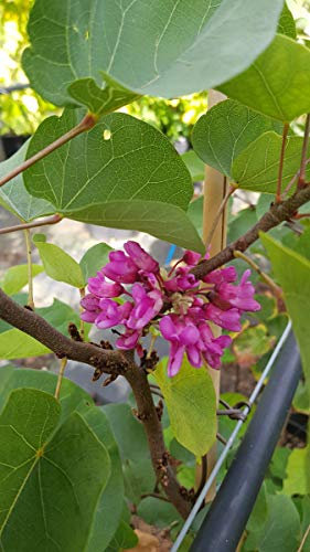 Cercis silicastrum/Arbre de Judée/Conteneur de 3 à 4 litres