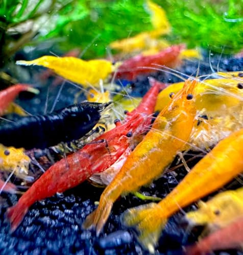 AquaBreedingSkill Lot de 20 crevettes d'aquarium vivantes Neocaridina de différentes Couleurs, Crevettes Vivantes pour Aquarium, Taille 1,5-2 cm, aquariophilie