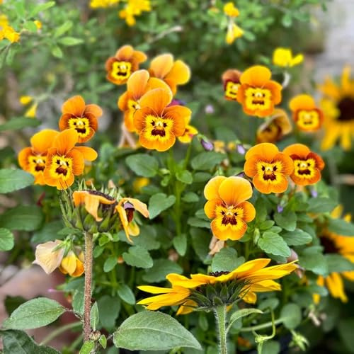 semillas de pensamiento resistentes - Decoración exteriores primavera oficina abejas 450pcs