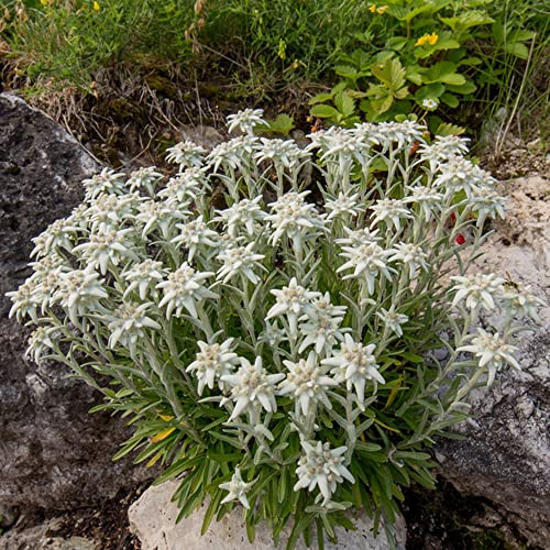 semillas de edelweiss - semillas de bonsái decoración balcones jardín balcón perennes pradera jardín 200pcs