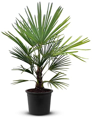 Tropictrees Trachycarpus Fortunei palmier à chanvre avec une hauteur de tige de 20-30 cm | Hauteur 130cm | feuilles vertes | Paume pour l'intérieur et l'extérieur