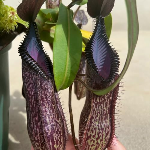 Nepenthes-kannenpflanze, steingartenpflanzen winterhart kübelpflanzen garten nachhaltige produkte seltene pflanzensamen balkonpflanzen 50Samen