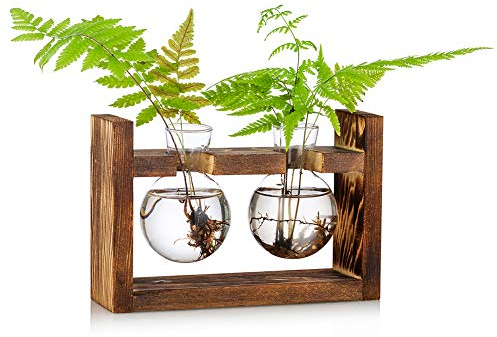 Station De Propagation 2 Pcs Ampoule Vase D'avocat Vase En Verre De Gland Pour Fleurs Terrarium Pot Planteur Avec Support De Support En Bois Pour Plantes D'eau Verte Adapté Pour La Maison Cuisine Tabl