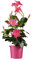 Dipladenia Rosa - Planta Natural para Exterior - Arbusto Trepador elegante
